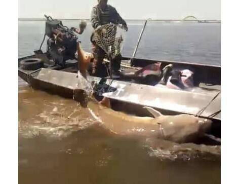 价值20万!渔民捕千斤大鳇鱼 真正养纯种的人根本的目的是杀鱼取卵