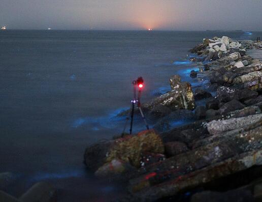 如梦似幻！山东现荧光海滩 