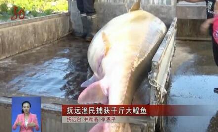成精了？渔民捕千斤大鳇鱼 1028斤大鳇鱼价格20万