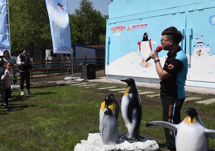 “网红”企鹅“巡游”龙江都市