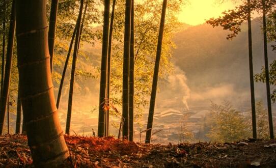 中国最大寿竹海百里竹海6月开园 内藏唐代荔枝古驿道