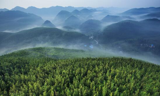 中国最大寿竹海百里竹海6月开园 内藏唐代荔枝古驿道