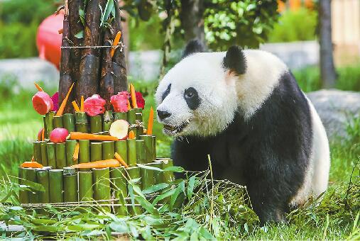 济南：大熊猫“雅吉”迎4岁生日 畅享60多斤的“竹蛋糕”