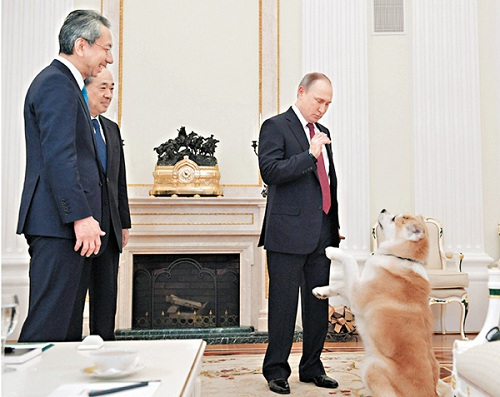 又来这招！安倍赠送秋田犬给俄美女运动员 送给普京的那只还好吗？