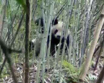 大熊猫出没!大熊猫下山偷笋 数次光临当地村民种植的竹林偷笋被拍