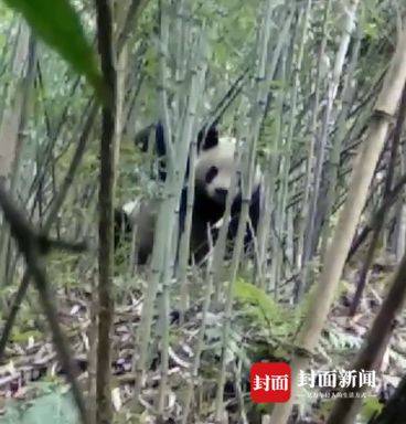 作案视频被拍下！大熊猫下山偷笋 二三十亩到处都是熊猫儿屎