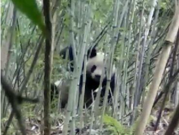 国宝大盗?大熊猫下山偷笋 