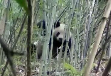 大熊猫下山偷笋憨态可掬 接受喂食来者不拒一点不见外