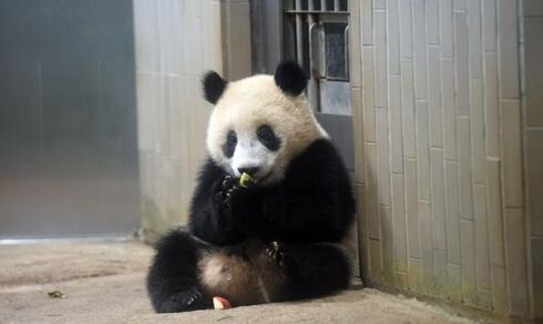 大熊猫下山偷笋憨态可掬 接受喂食来者不拒一点不见外