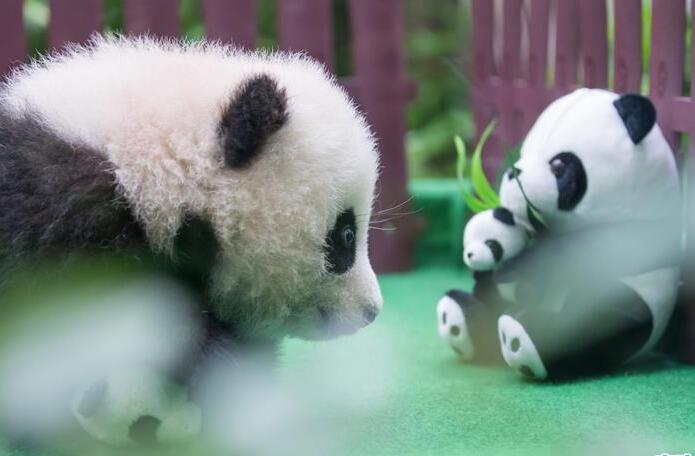 大熊猫下山偷笋憨态可掬 接受喂食来者不拒一点不见外