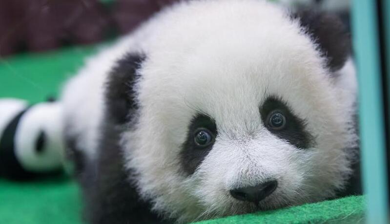 大熊猫下山偷笋憨态可掬 接受喂食来者不拒一点不见外