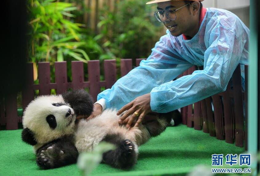 大熊猫下山偷笋憨态可掬 接受喂食来者不拒一点不见外