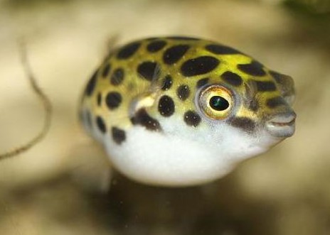 吃货福音？中国破译河豚基因 或许再也不怕吃河豚会中毒了