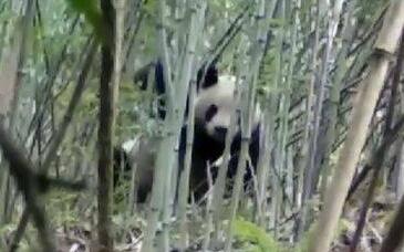憨态可掬！大熊猫下山偷笋 数次“作案”终露真容被逮个正着