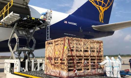 hello咩星人！澳洲种羊飞抵吉林 未来将实现澳洲鲜奶本地造