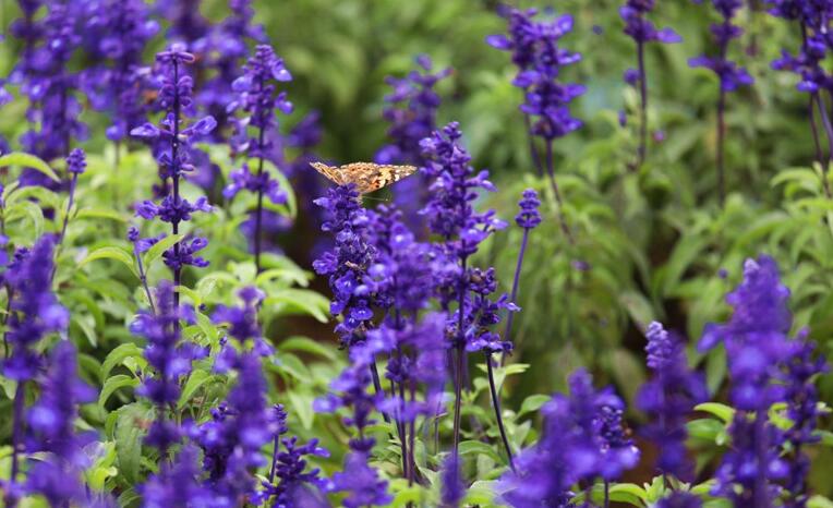 高清:生态小麦岛华丽变身 步栈道环绕全岛360度看海
