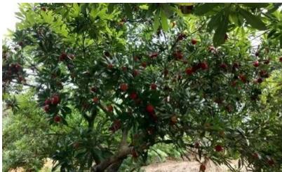 剧情大逆转!六旬老人景区摘杨梅坠亡亲属索赔60万 不该私自上树