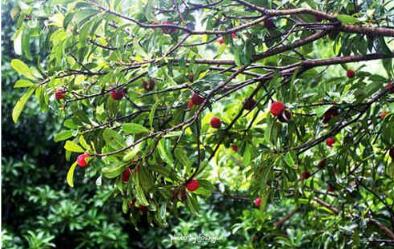 剧情大逆转!六旬老人景区摘杨梅坠亡亲属索赔60万 不该私自上树