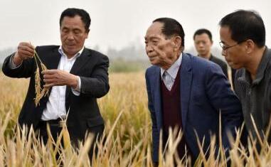 人造绿洲!沙漠种植水稻成功 