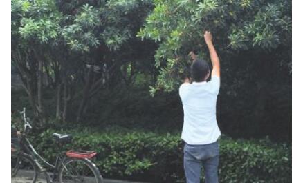 金豆子?摘3颗杨梅罚款百元 物业公司罚款资格依据何来?