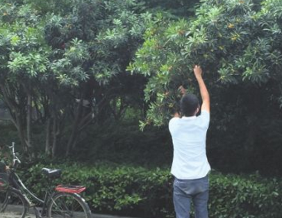 杀鸡儆猴？3颗杨梅罚款百元 律师：物业公司根本没有罚款的权利