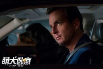 让全家人乐开花!萌犬卧底确认引进 狗狗们不仅萌而且霸气十足