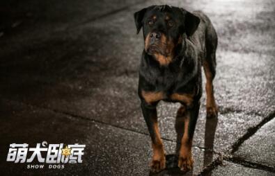 人狗搭配干活不累！萌犬卧底确认引进 这个夏天被萌一脸血