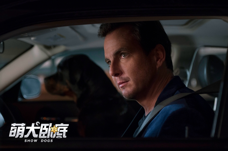 人狗搭配干活不累！萌犬卧底确认引进 这个夏天被萌一脸血