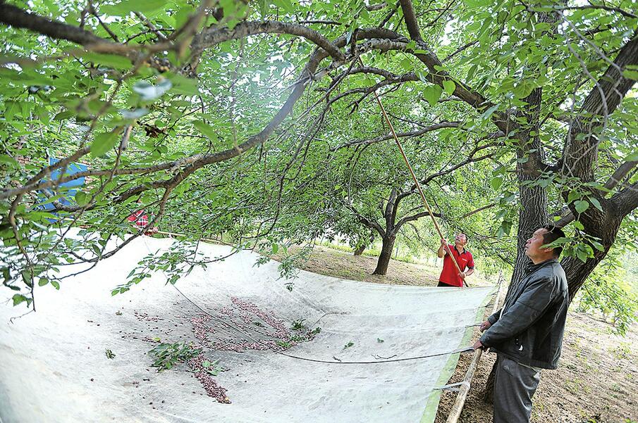 黄河故道非遗风貌