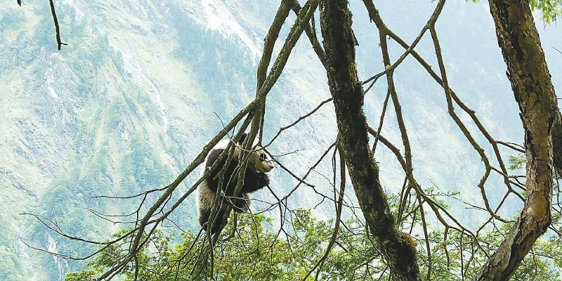 野生大熊猫栖息地 四川多年的封山育林及地表生态修复初见成效