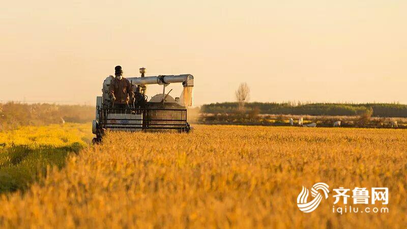 人类福音！沙漠种植水稻成功 袁隆平海水稻团队又一次攻克难关