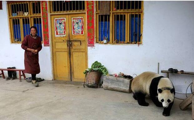 可爱爆了！野生大熊猫现汶川 悠闲地跑到村民家中玩耍