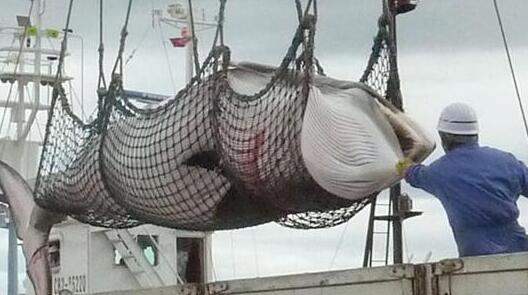 可恶!日本捕杀怀孕母鲸 超过120头鲸鱼被杀