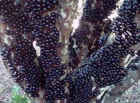 朋友旅游遇到一颗葡萄树 长相怪异让人惊奇味道令人回味无穷