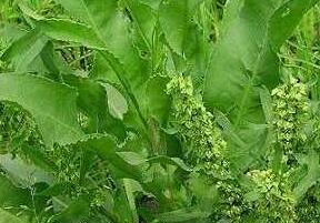 农村有种长得像菠菜的草，可以治吐血，农民却置之不理