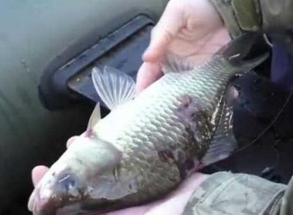 水草附近钓的大鲫鱼，背部有几处掉鳞 不知道是什么情况？