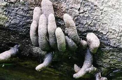 男子在山上发现几根“手指” 走近看清楚后令他哭笑不得