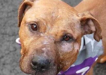 这只狗狗要被安乐死 可上万人为它求情但没有人收留它