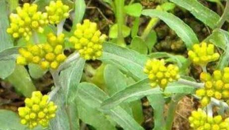 在田间看到这野菜可别小瞧了 它不仅能制成糍粑还是治病良药