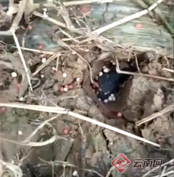 妄想一夜暴富！云南勐海县坠落陨石叫价万元一颗 村民组队寻宝