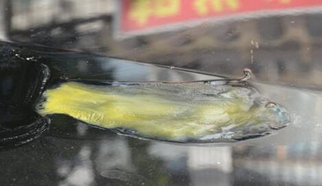 脑洞大开！汽车引擎盖能烤鱼 高温炙烤汽车引擎盖成铁板烧