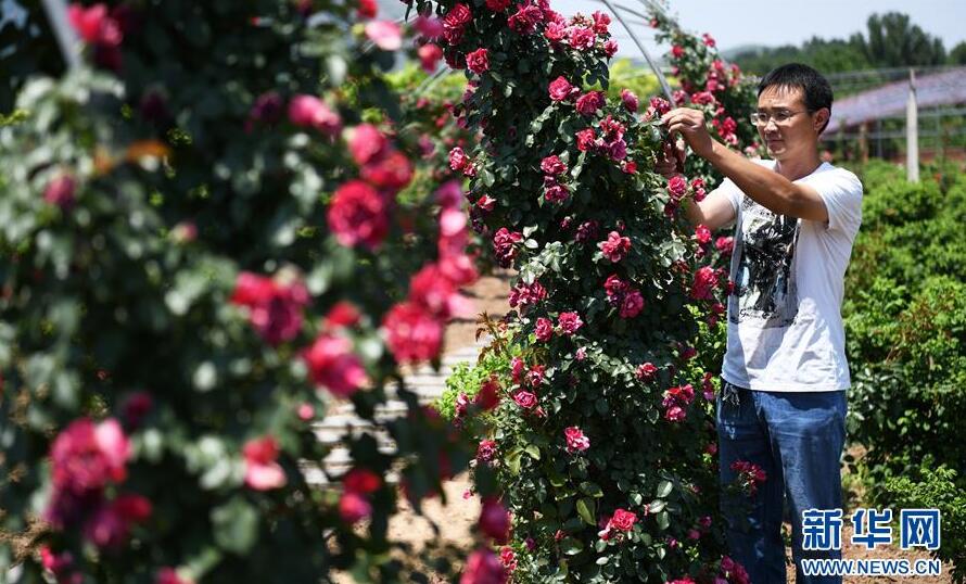 山东滨州：保护生态环境 建设美丽乡村