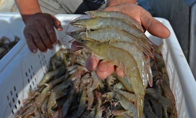 男子被虾刺中险被截肢 为什么“海分枝杆菌”会造成这么大的伤害？