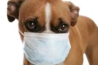 猪流感传染给狗流感病毒重组形成H3N2新病毒