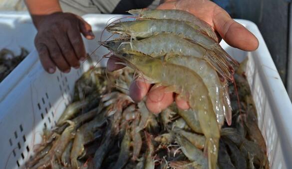 被虾刺中险被截肢 美食背后隐藏的“无声杀手”就在身边