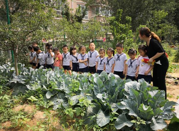 蔬菜宝宝长大啦—历下区林景幼儿园蔬菜采摘活动