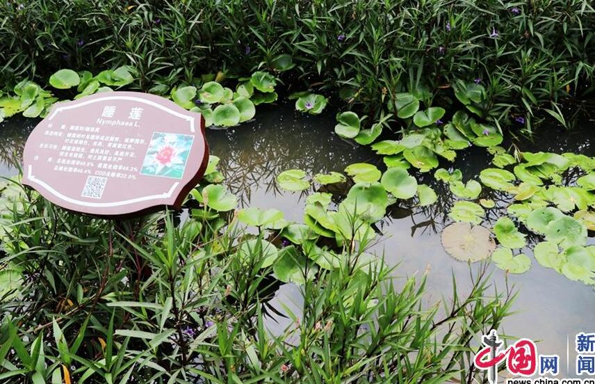 【新时代·幸福美丽新边疆】惊艳！凤翔湿地公园的华丽转身