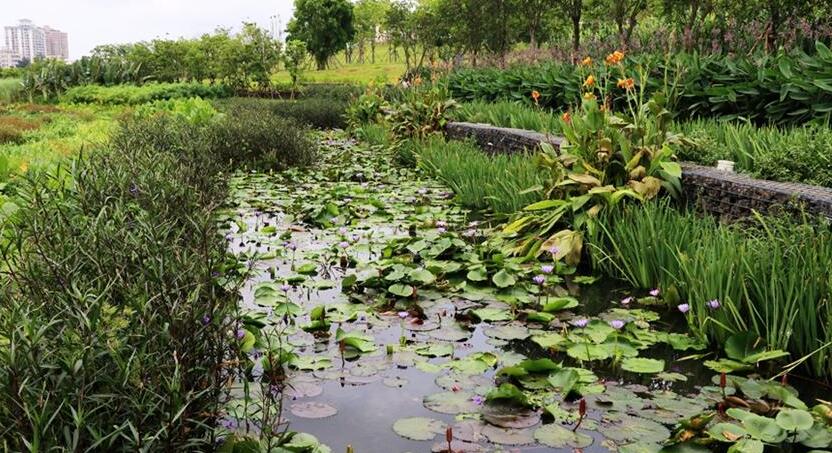 【新时代·幸福美丽新边疆】惊艳！凤翔湿地公园的华丽转身