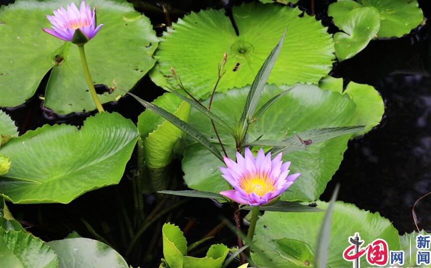 【新时代·幸福美丽新边疆】惊艳！凤翔湿地公园的华丽转身