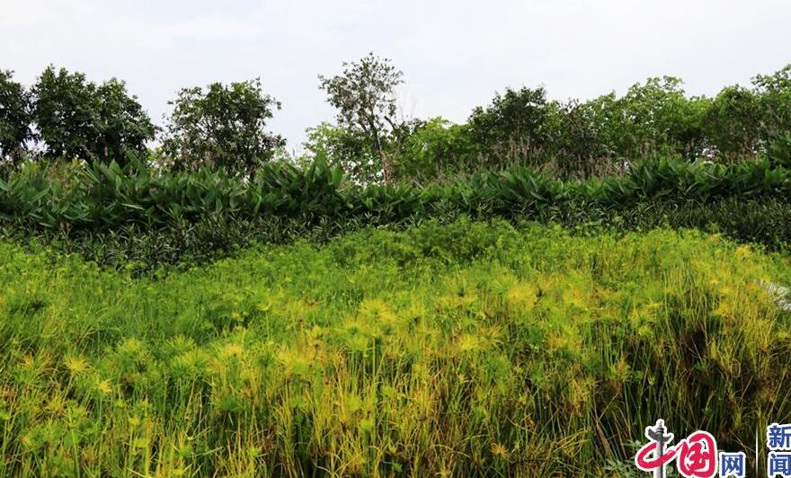 【新时代·幸福美丽新边疆】惊艳！凤翔湿地公园的华丽转身